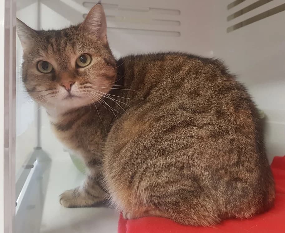 OLIVE, female mixed breed for adoption at SPA Briançon, Briancon