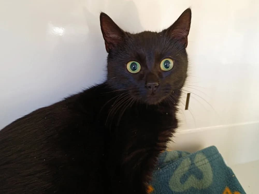 BLOOM, male mixed breed for adoption at SPA Briançon, Briancon