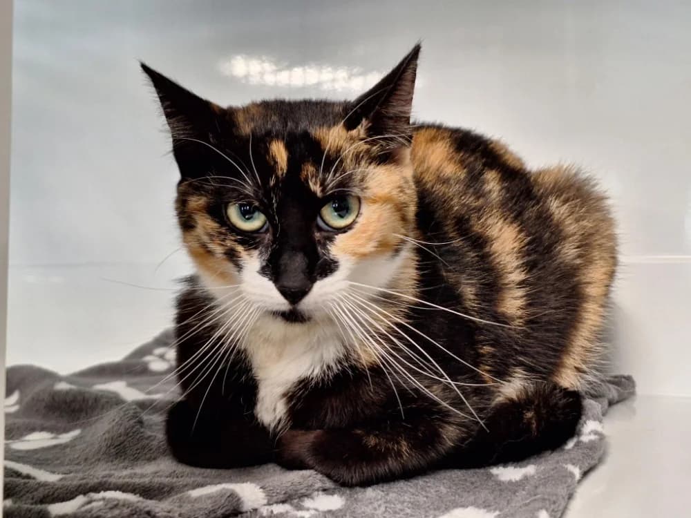 ROSIE, female mixed breed for adoption at Ardennes