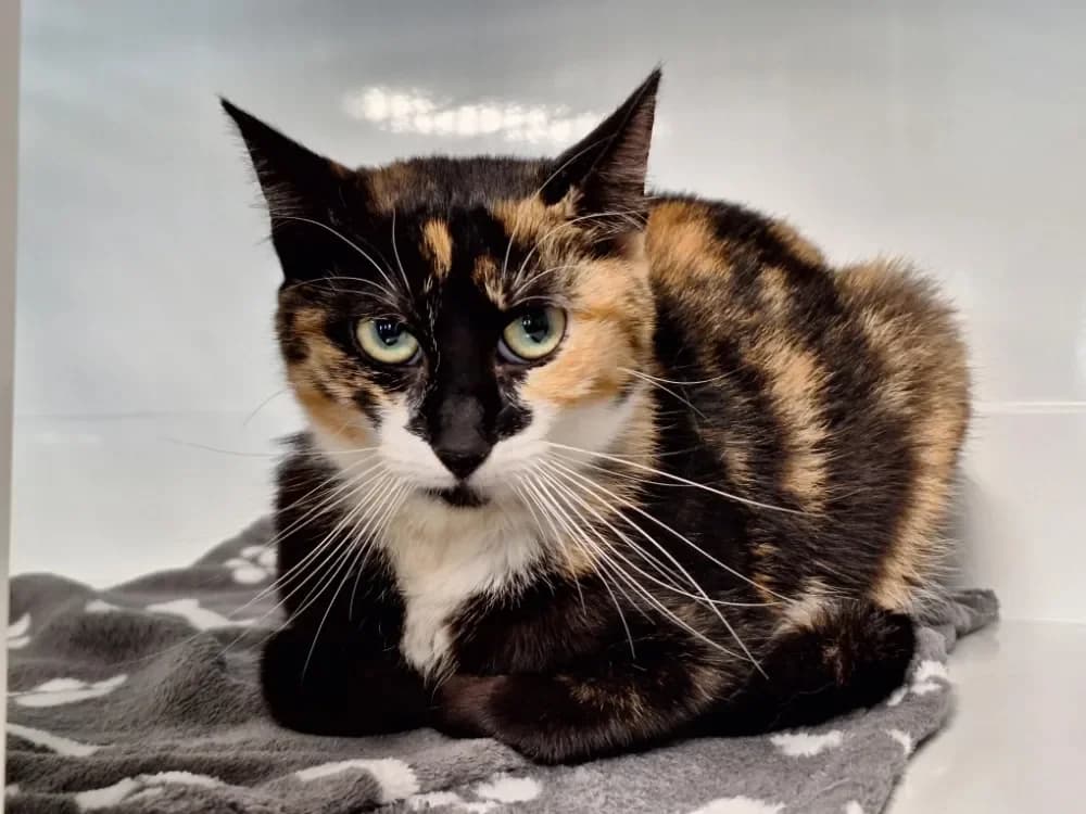 ROSIE, female mixed breed for adoption at Maubert-Fontaine), Ardennes photo 2