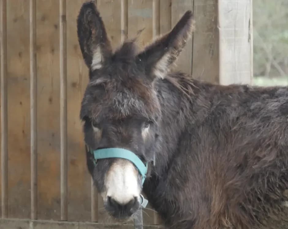 QUITO DE BELNOE photo 2