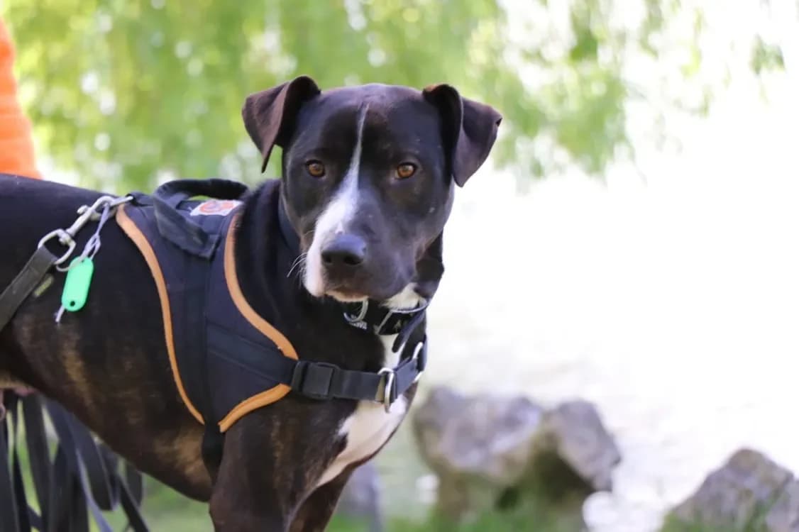 FOX, unknown male Mixed Breed for adoption at SPA Sarreguemines, Sarreguemines — photo 2 of 2