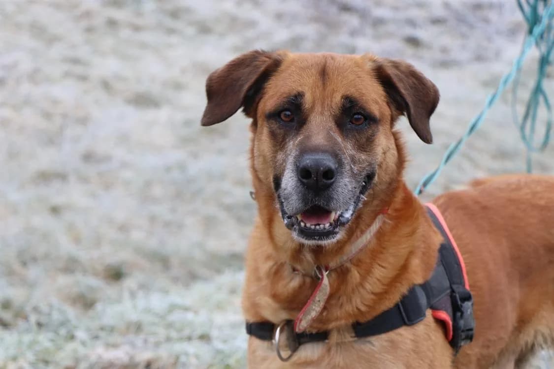 Charly, Mixed Breed (SPA Sarreguemines)