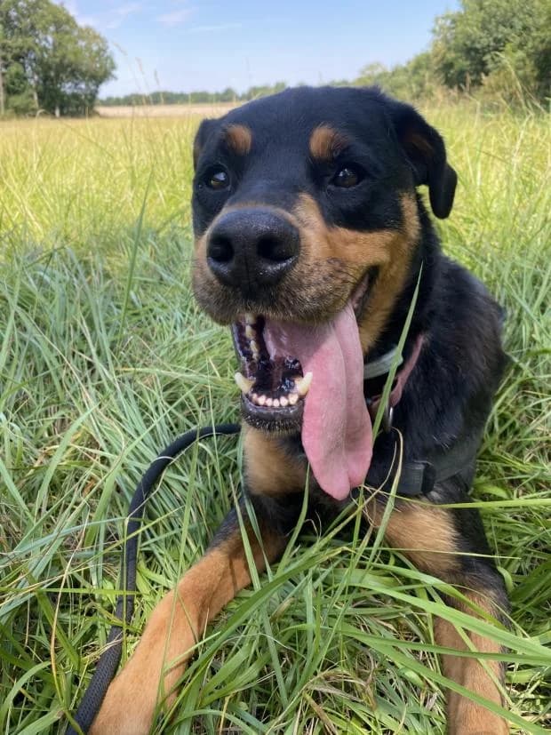 Quercy, Mixed Breed (Fondation Brigitte Bardot)