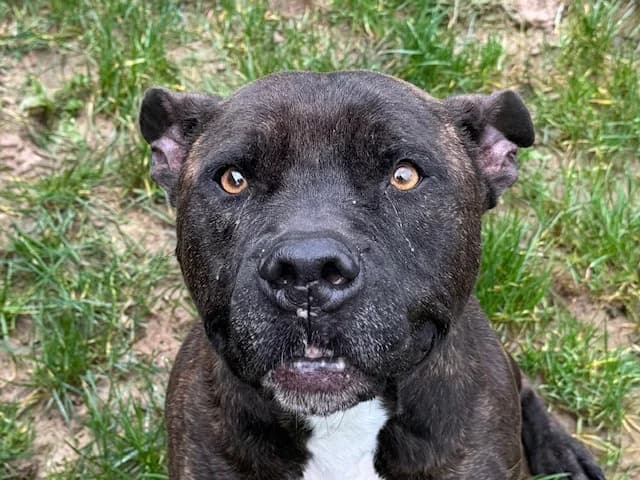 Athena, Mixed Breed (Le Bois Pinson))