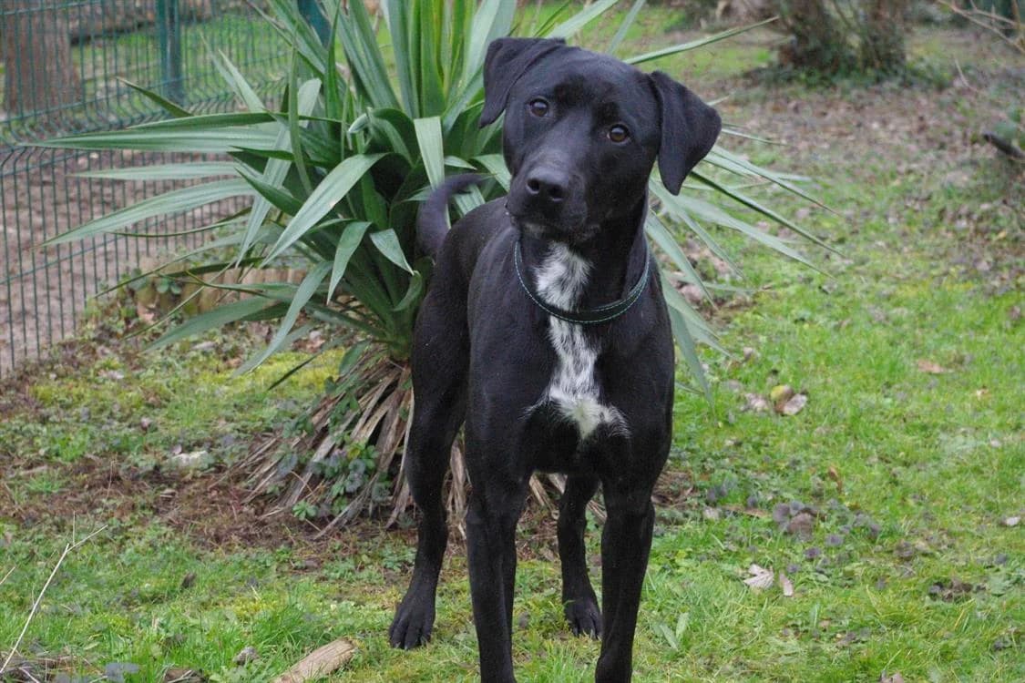 NOX, Labrador Retriever (Jean Leriche))
