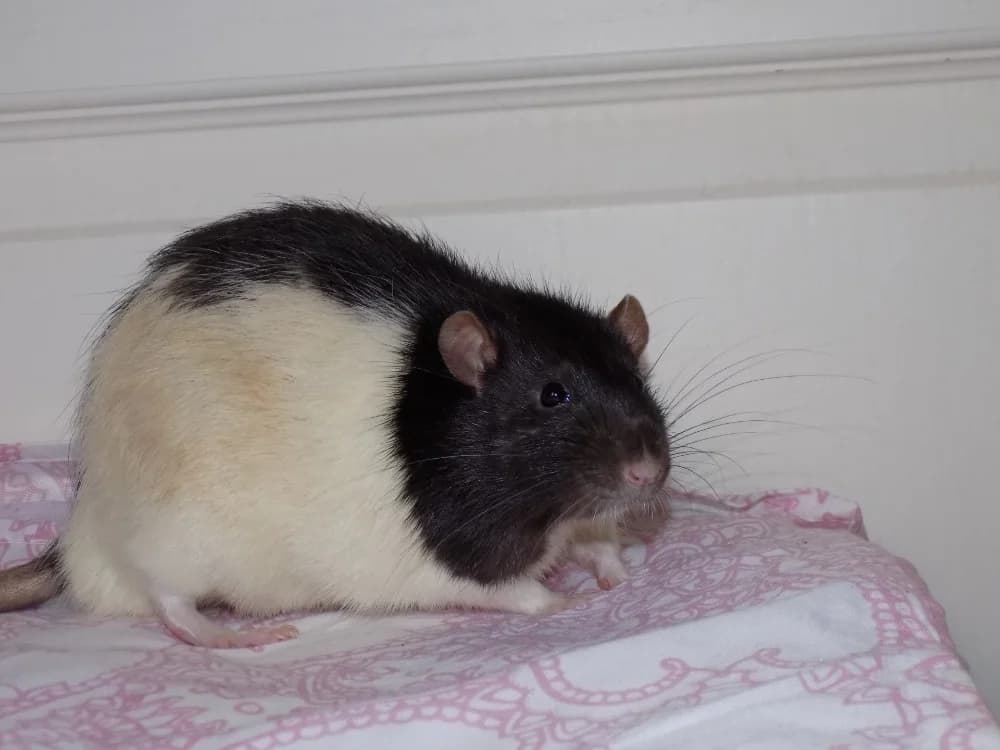 Snoop, unknown male mixed breed for adoption at SPA Beaurepaire-en-Bresse, Beaurepaire