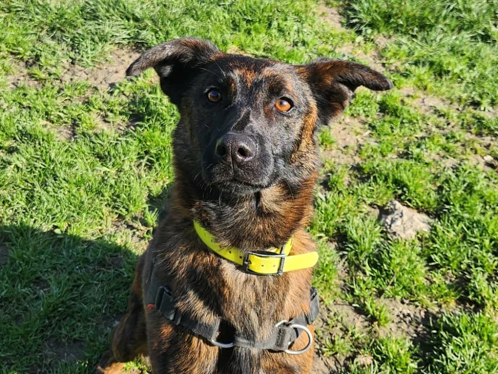 REX,  (SPA Tours (Luynes))