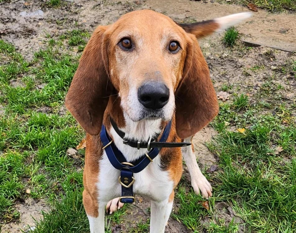 PEPIN CHAO, male 7yo mixed breed for adoption at SPA Chamarande, Chamarande