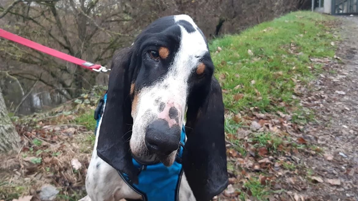 PUMBA,  (SPA La Roche-sur-Yon)