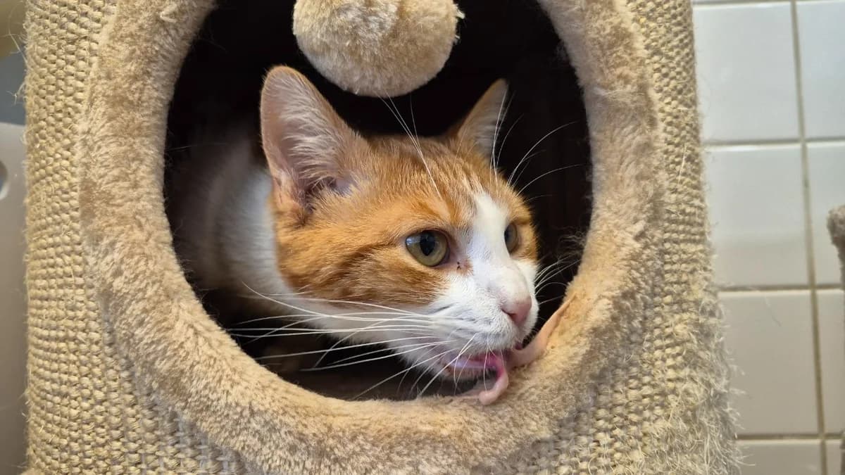 Potté, unknown male mixed breed for adoption at SPA Rennes, Rennes