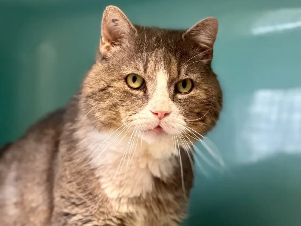 Pupuce [FIV+], male mixed breed for adoption at SPA Lyon - Refuge de Marennes, Lyon photo 2