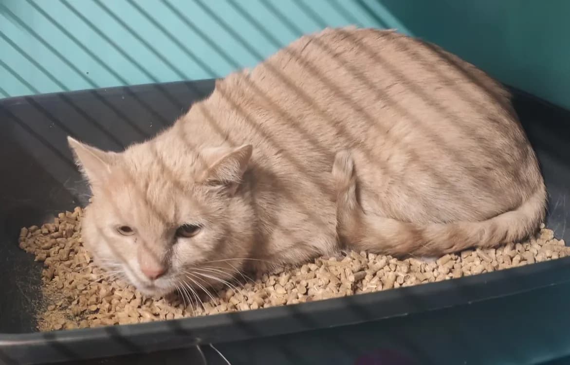 FERHY LE PAUME photo 2