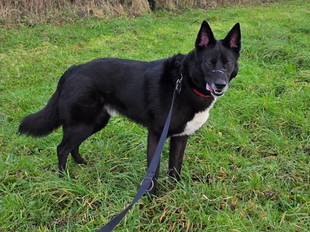 Baloo, male Mixed Breed for adoption at SPA Plouhinec, Plouhinec