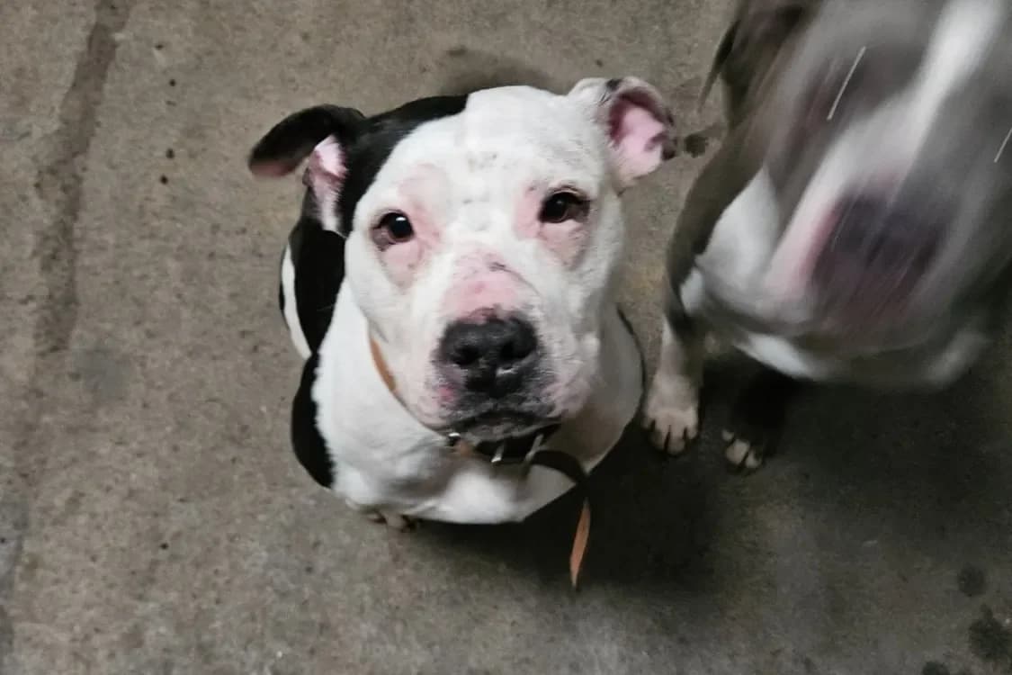 PINUP OF ATOMIX DOG photo 4