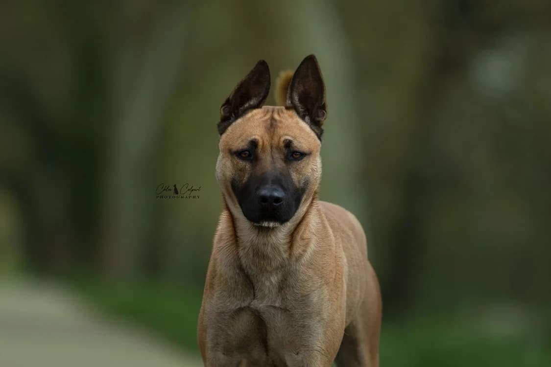 Riley, Mixed Breed (SPA Golfech)