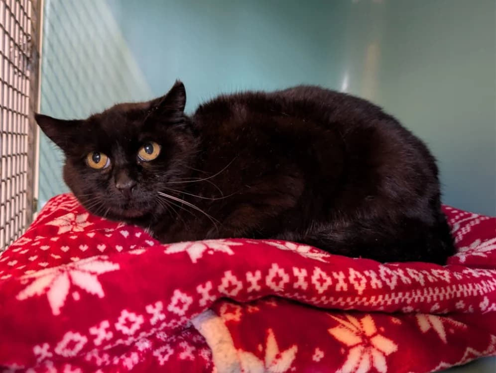 CAPUCINE, female 7yo European Shorthair for adoption at SPA Vichy (Brugheas), Vichy