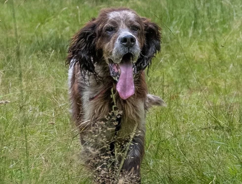 GAROU, English Setter (SPA Chamarande)