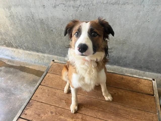 EREN, Border Collie (Maubert-Fontaine))