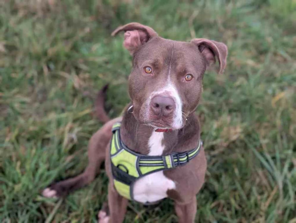 RYUK VAA, male 3yo mixed breed for adoption at SPA Vaux-le-Pénil, Vaux-le-Pénil