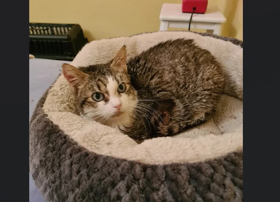 BLUEYES, male mixed breed for adoption at Niort