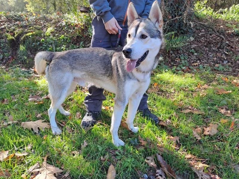 Barlou, male young Husky for adoption at SPA Inzinzac-Lochrist, Inzinzac