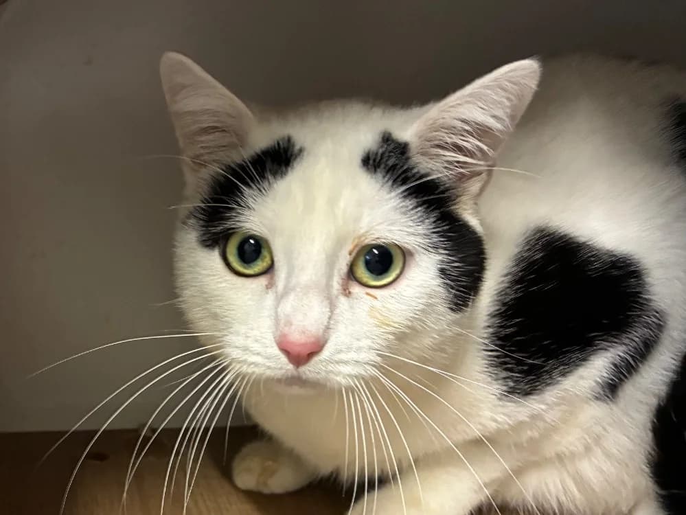 ALAIN, male mixed breed for adoption at SPA Forbach, Forbach