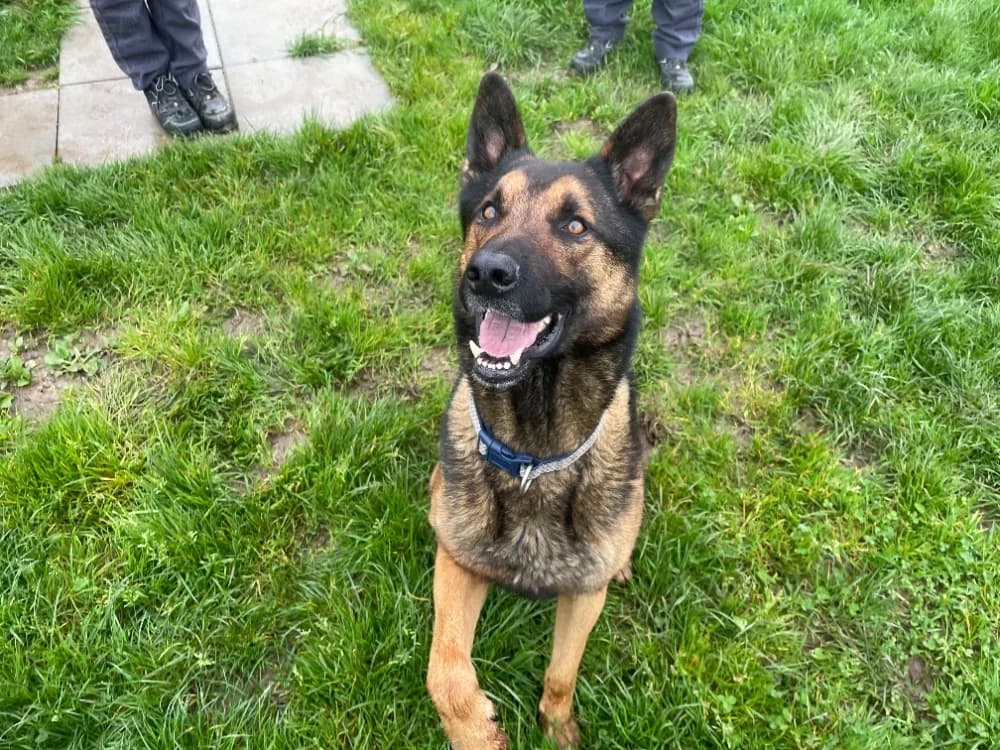 SAÏKO, Mixed Breed (SPA Crozon)