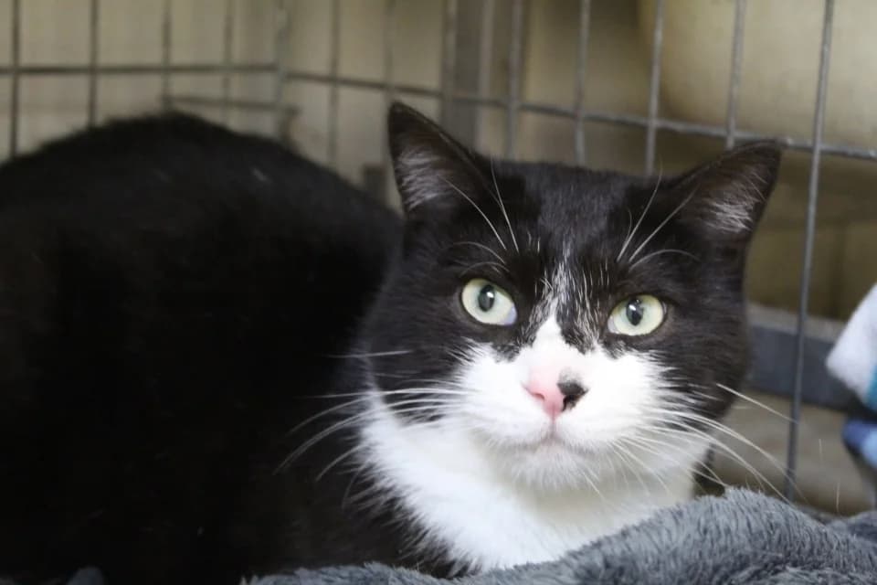 uby, male mixed breed for adoption at Tulle