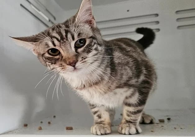 MOUSTACHE (réservé), male mixed breed for adoption at Nantes