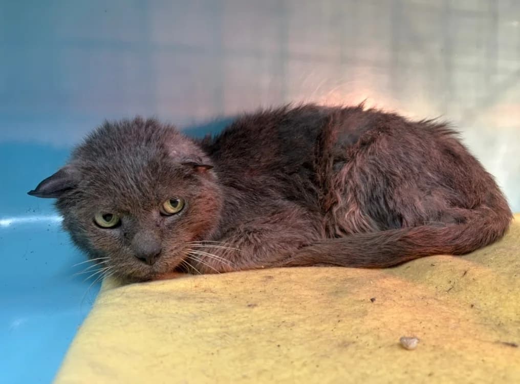 GROS MINOU, male senior Mixed Breed for adoption at SPA Arras (Tilloy), Arras