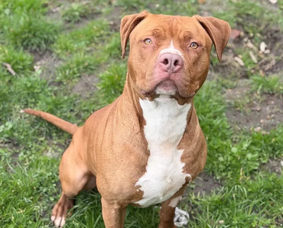 Rocco CAA14928 photo 2