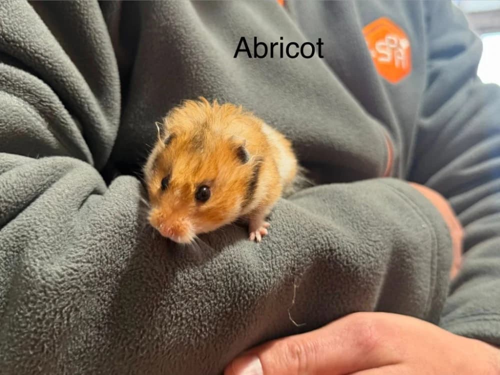 Abricot,  (Amiens))