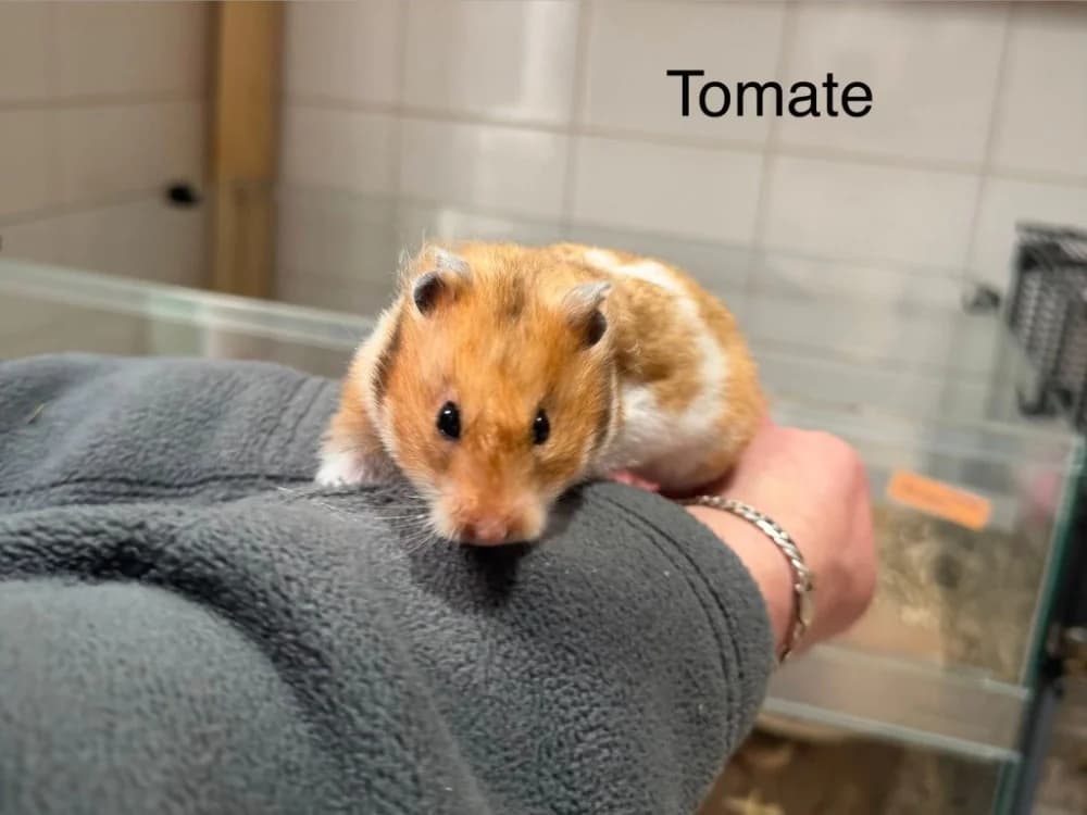 Tomate, brown_chocolate female mixed breed for adoption at Amiens), Poulainville