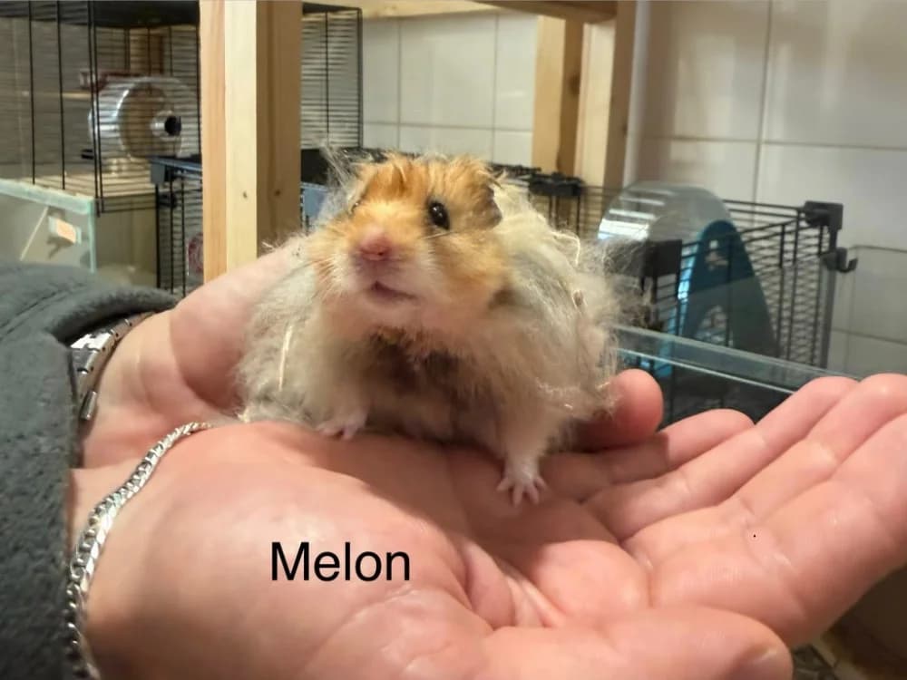MELON,  (SPA Mirepoix)