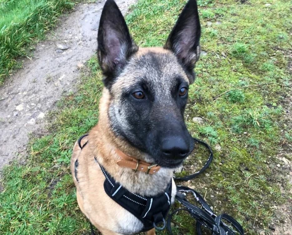 Winnie, Belgian Malinois (SPA Plouhinec)