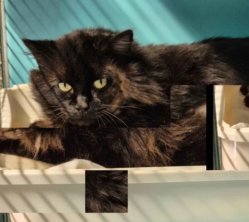 LEROY, male mixed breed for adoption at SPA Crozon, Crozon