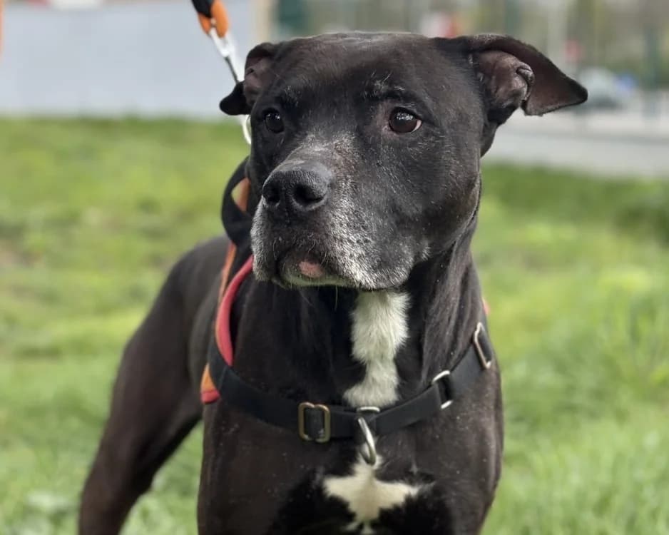 TYSON, unknown male Labrador Retriever for adoption at SPA Gennevilliers (Grammont), Gennevilliers
