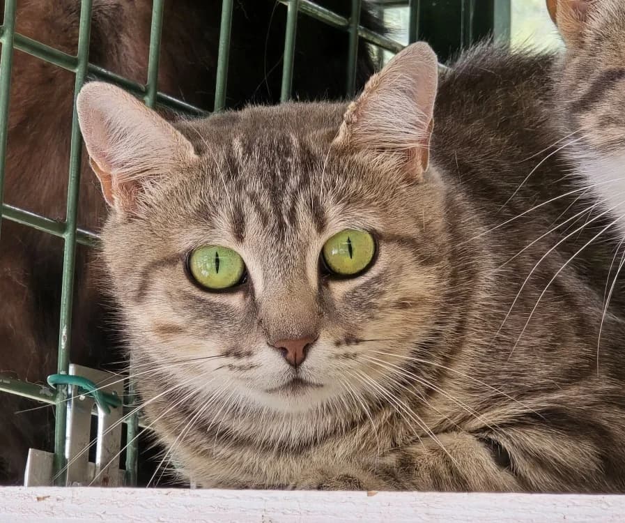 Mitaine, female mixed breed for adoption at SPA Vichy (Brugheas), Vichy