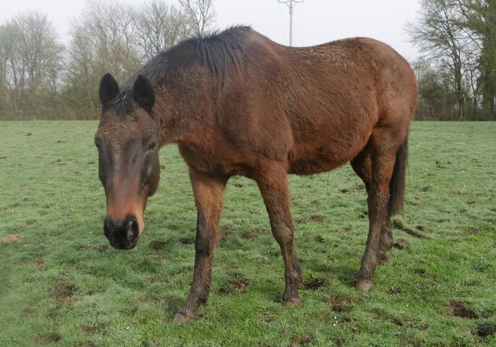 GATSBY, male senior mixed breed for adoption at SPA Grand Refuge de Pervenchères, Pervencheres