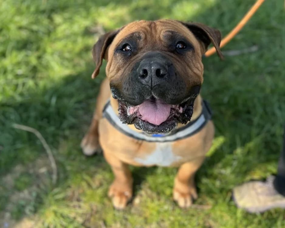 XENA, Cane Corso (SPA Gennevilliers (Grammont))