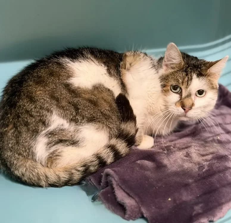 Blue CAB5298 photo 2