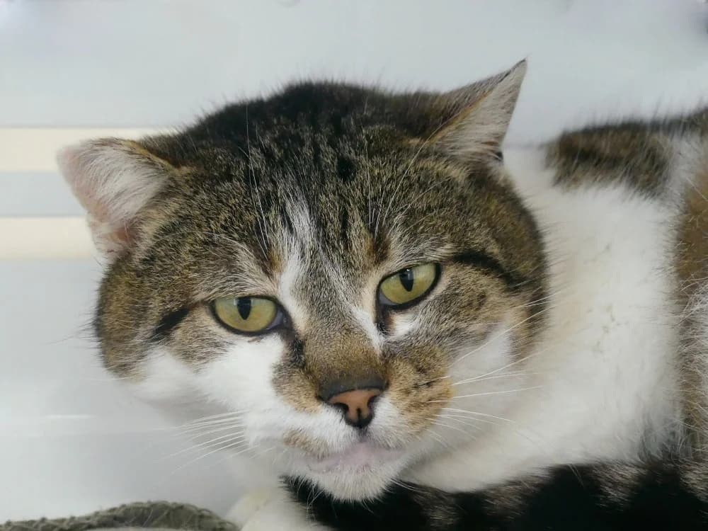 BOUBOU, male mixed breed for adoption at Ardennes