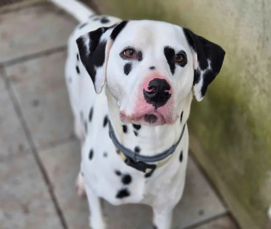 Pistache, male 4yo Dalmatian for adoption at SPA Crozon, Crozon
