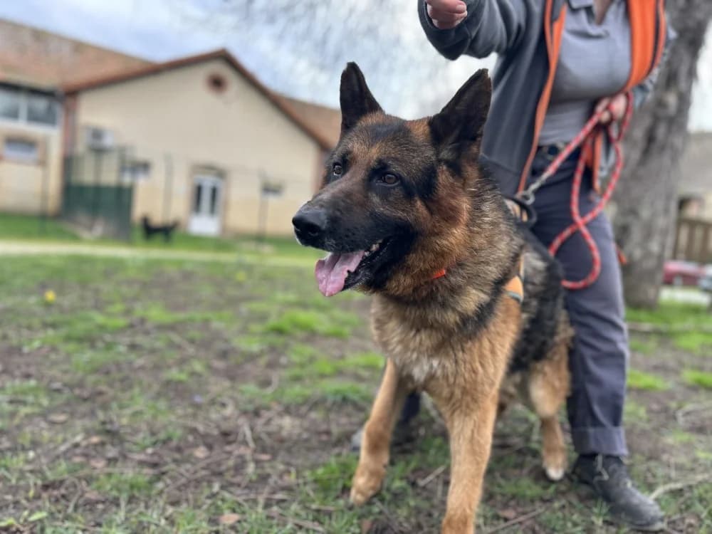 REX, German Shepherd (SPA Le Mans (Yvré-L'Évêque))