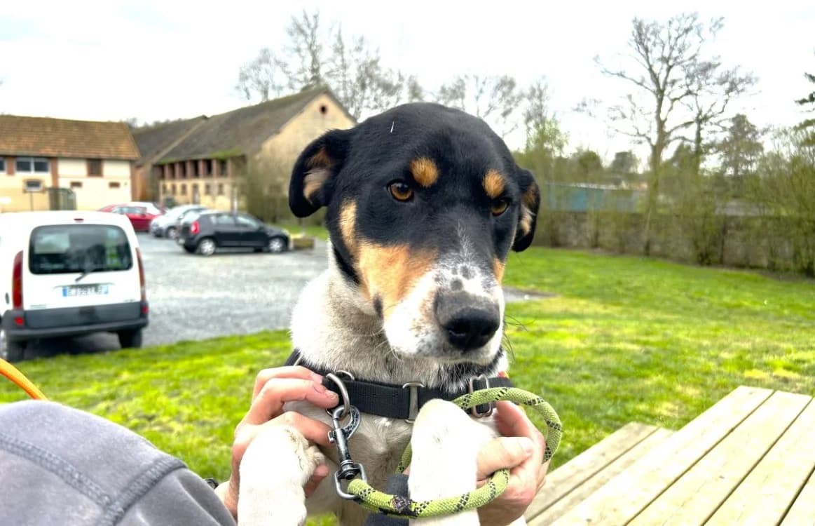 PACO (En cours d'adoption), Mixed Breed (SPA Torreilles)