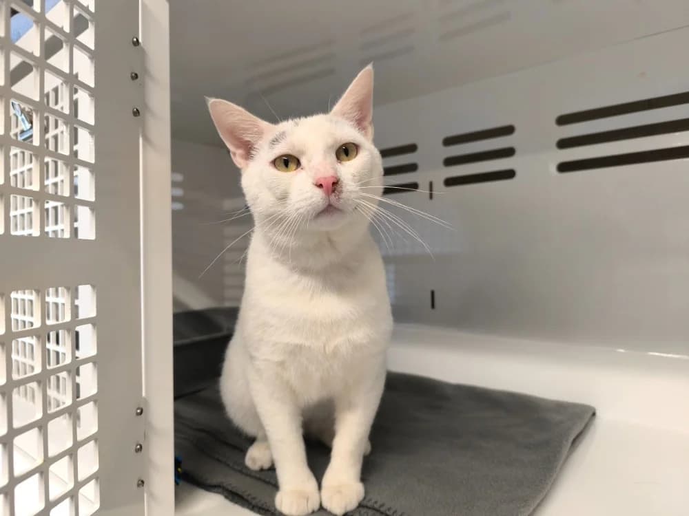 ARISTO, male mixed breed for adoption at Ardennes