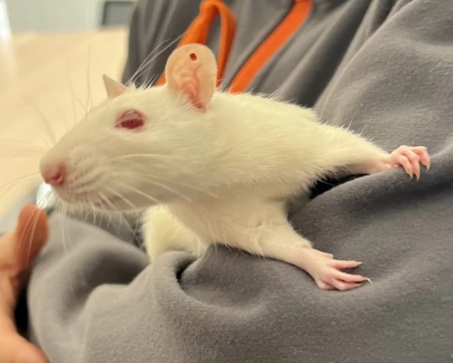 MOLLY, female mixed breed for adoption at SPA Gennevilliers (Grammont), Gennevilliers