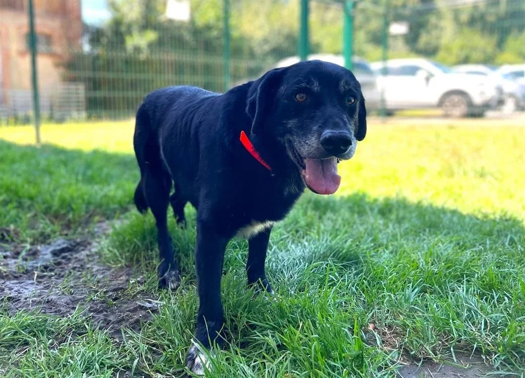 CITIBULE dit BOUBOULE