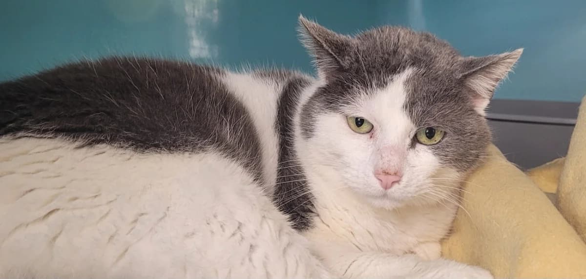 SIRIUS, male mixed breed for adoption at SPA Arras (Tilloy), Arras